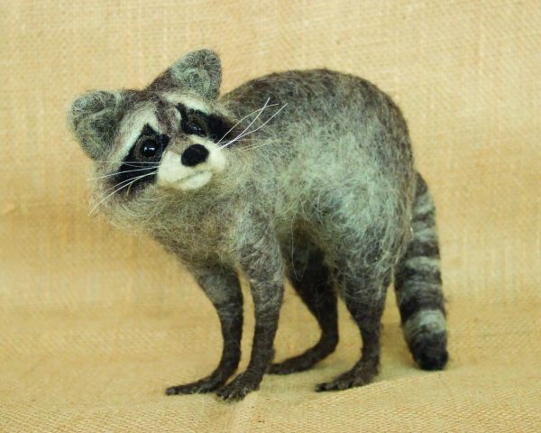 maggie-the-raccoon-3421